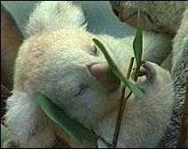 Baby Albino Koala