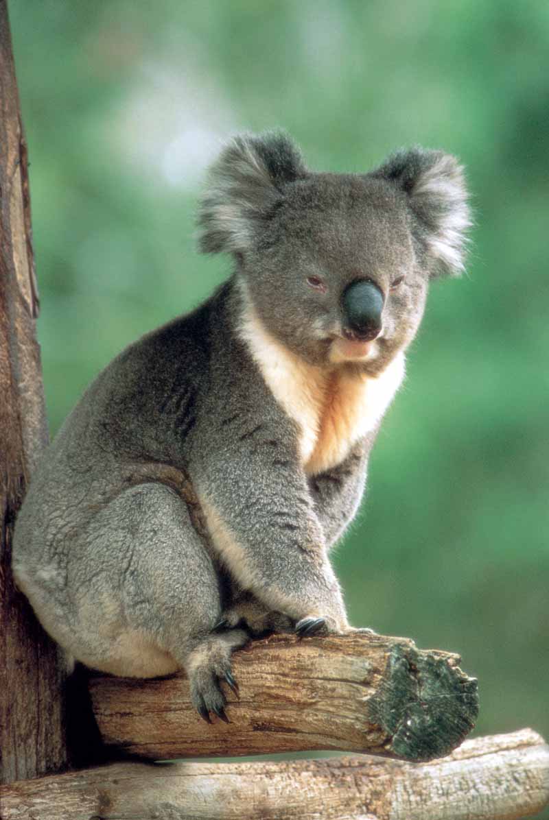 The image “http://koalas.org/koala-australia.jpg” cannot be displayed, because it contains errors.