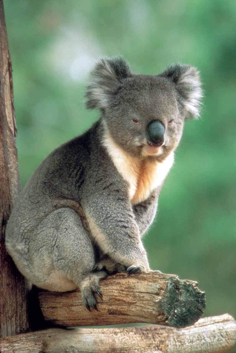 keel koala