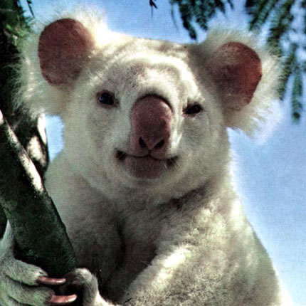 picture of an albino koala