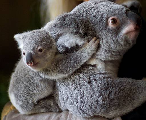photo of koala and her baby