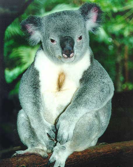 photo of koala