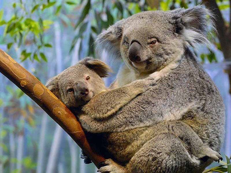 picture of koalas