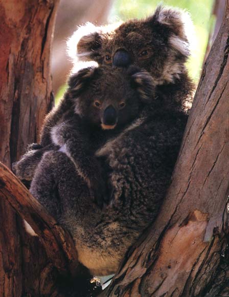 picture of cuddling koalas