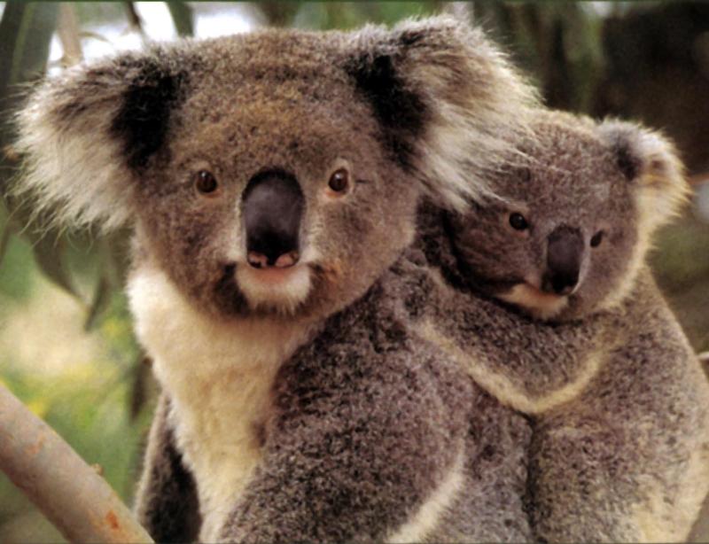 photo of a pair of koalas